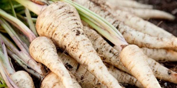Le panais, le plus moderne des légumes anciens Le panais, le plus moderne des légumes anciens